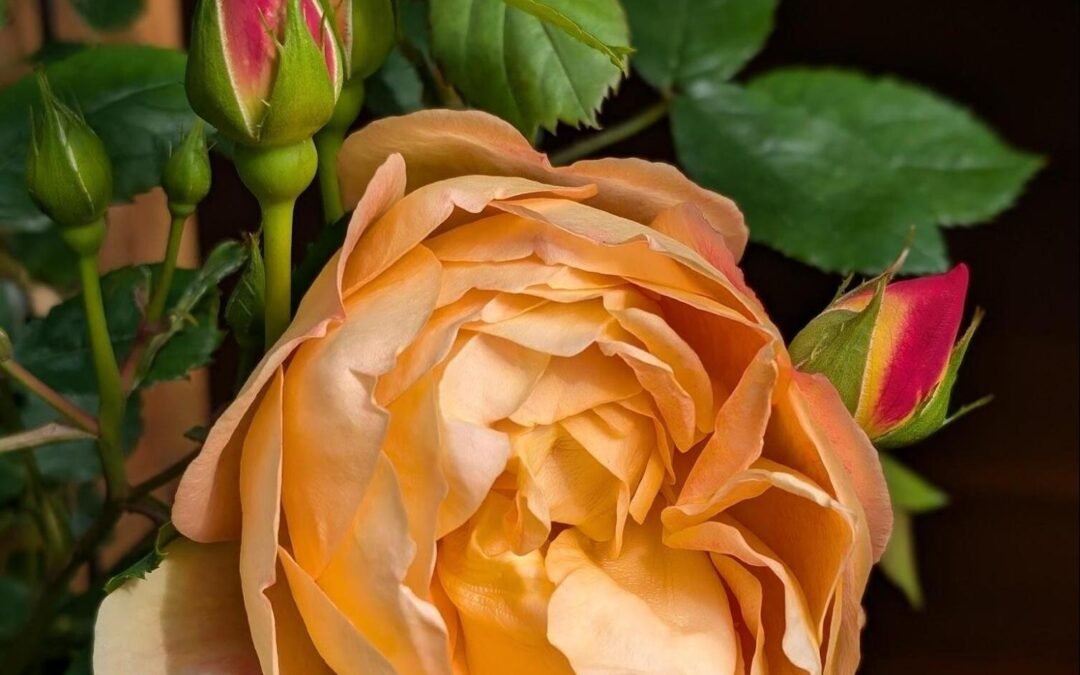 Quick Mindfulness Practices for Busy Days